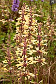 AGASTACHE SUMMER GLOW