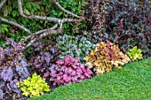 HEUCHERA BORDER