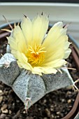 ASTROPHYTUM ORNATUM X MYROSTIGMA HYBRID