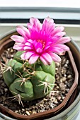 GYMNOCALYCIUM BUENEKERI HYBRID