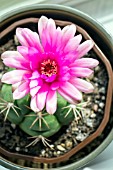 GYMNOCALYCIUM BUENEKERI HYBRID