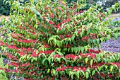 VIBURNUM PLICATUM F.TOMENTOSUM ‘KILAMANJARO’