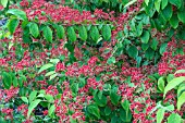 VIBURNUM PLICATUM F. TOMENTOSUM ‘KILAMANJARO’