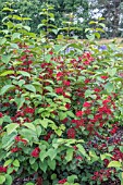 VIBURNUM PLICATUM F. TOMENTOSUM ‘TENNESSEE’