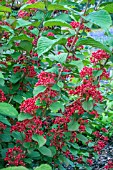 VIBURNUM PLICATUM F. TOMENTOSUM ‘TENNESSEE’