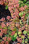 VIBURNUM PLICATUM F. TOMENTOSUM ‘SAINT KEVERNE’