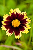 COREOPSIS COSMIC EYE  BIG BANG SERIES