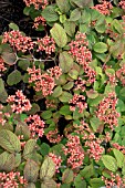 VIBURNUM PLICATUM F. TOMENTOSUM ‘SAINT KEVERNE’