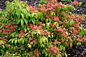 VIBURNUM PLICATUM F. TOMENTOSUM (PROSTRATE)