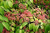 VIBURNUM PLICATUM F. TOMENTOSUM (PROSTRATE)