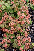 VIBURNUM PLICATUM F. TOMENTOSUM ‘CASCADE’