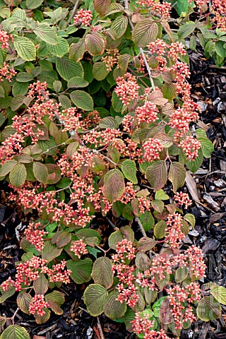 VIBURNUM_PLICATUM_F_TOMENTOSUM_CASCADE