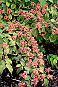 VIBURNUM PLICATUM F. TOMENTOSUM ‘CASCADE’