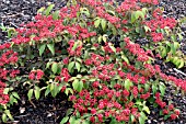 VIBURNUM PLICATUM F. TOMENTOSUM ‘ROWALLANE’