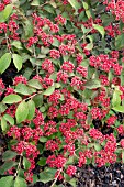 VIBURNUM PLICATUM F. TOMENTOSUM ‘ROWALLANE’