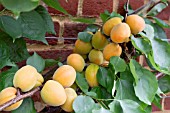 APRICOT DELICOT ‘FLAVORCOT’