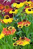 HELENIUM MARDI GRAS