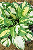 HOSTA ‘CHERISH’