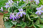 PETROCOSMEA MENGLINGENSIS