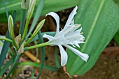 PANCRATIUM MARITIMUM