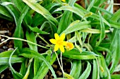 HYPOXIS HIRSUTA