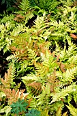 DRYOPTERIS ERYTHROSORA