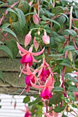 FUCHSIA ‘GAY SPINNER’