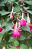 FUCHSIA ‘GAY FANDANGO’