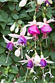 FUCHSIA ‘LA CAMPANELLA’