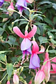 FUCHSIA ‘ANNA OF LONGLEAT’