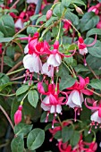 FUCHSIA ‘CARDINAL FARGES’