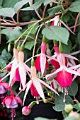 FUCHSIA ‘AURIEN BERGER’