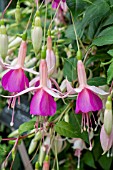 FUCHSIA ‘ROSEMARY DAY’