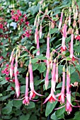 FUCHSIA ‘ORIENT EXPRESS’