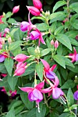 FUCHSIA ‘BARBARA WINDSOR’