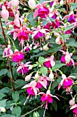 FUCHSIA ‘CHELSEA LOUISE’