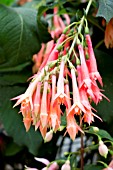 FUCHSIA ‘TROUDCHEN BONSTEDT’