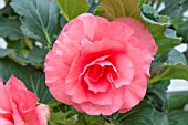 BEGONIA ‘HELENA’