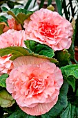 BEGONIA ‘SUGAR CANDY’