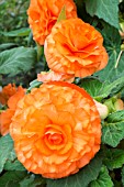 BEGONIA ‘TAHITI’