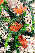 ERICA CERINTHOIDES