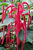 ACALYPHA HISPIDA