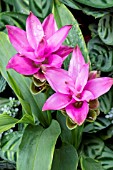 CURCUMA ‘SIAM SCARLET & PURPLE’