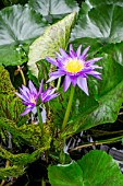 NYMPHAEA ‘STAR OF ZANZIBAR’