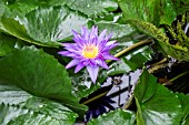 NYMPHAEA ‘STAR OF ZANZIBAR’