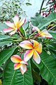 PLUMERIA RUBRA