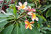 PLUMERIA RUBRA