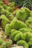 SEDUM REFLEXUM CRISTATUM