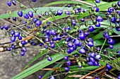 DIANELLA CAERULEA