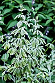 SALVIA DISCOLOR